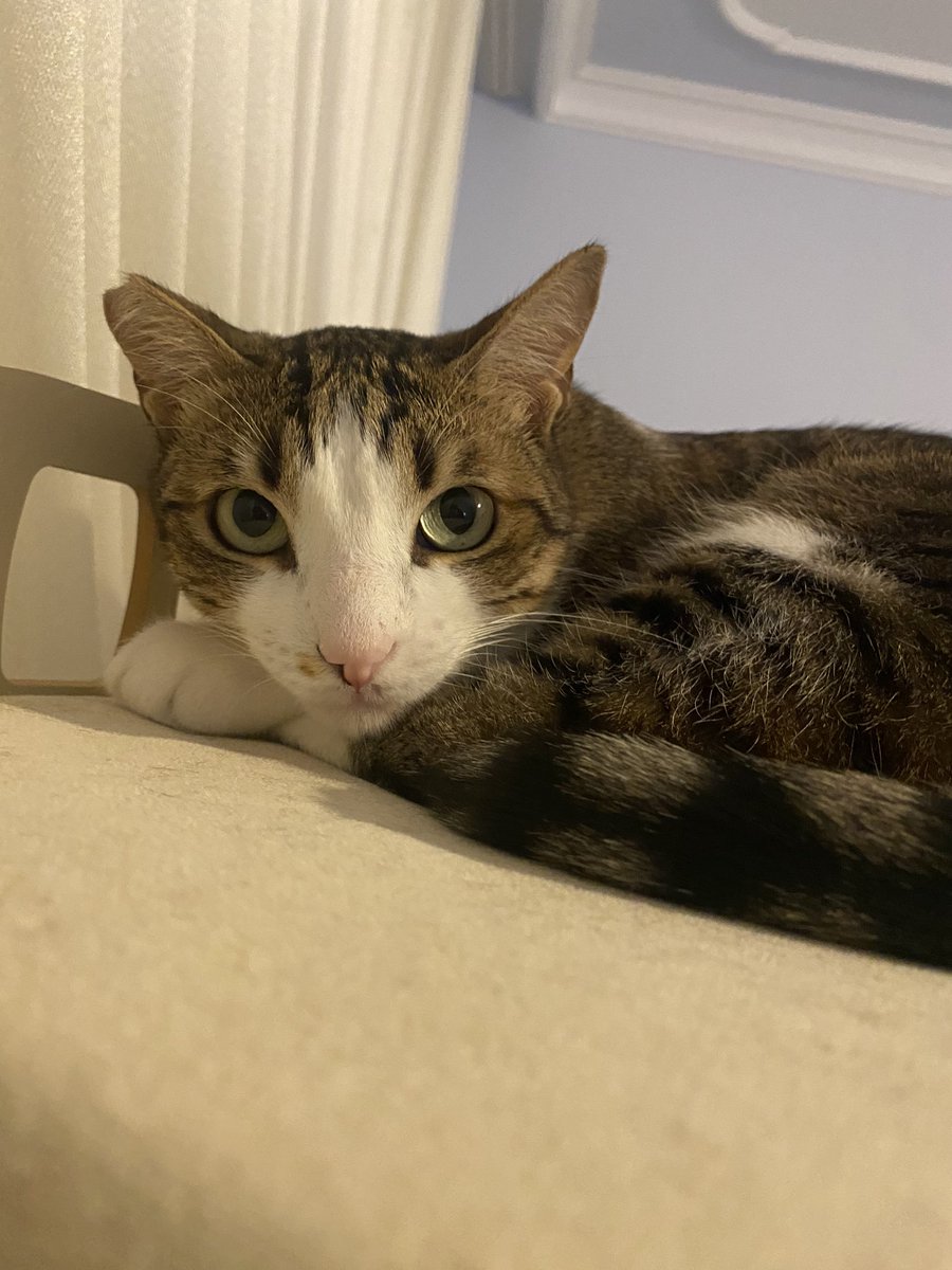 Venus Çipilgöd feat Bella Poğaçagöd 🤭 tweet media