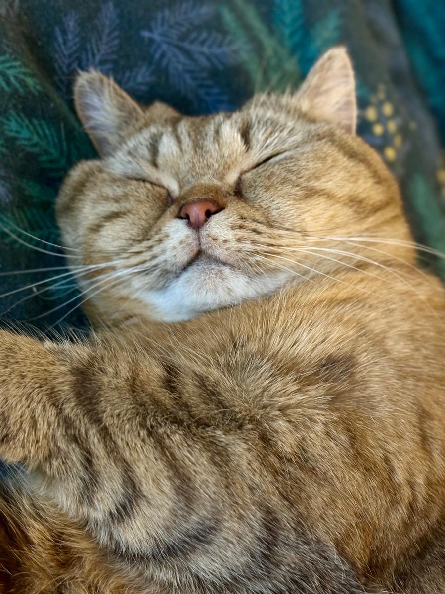 Як ви? Працюєте? Пора на обідній кото-сон… 💤