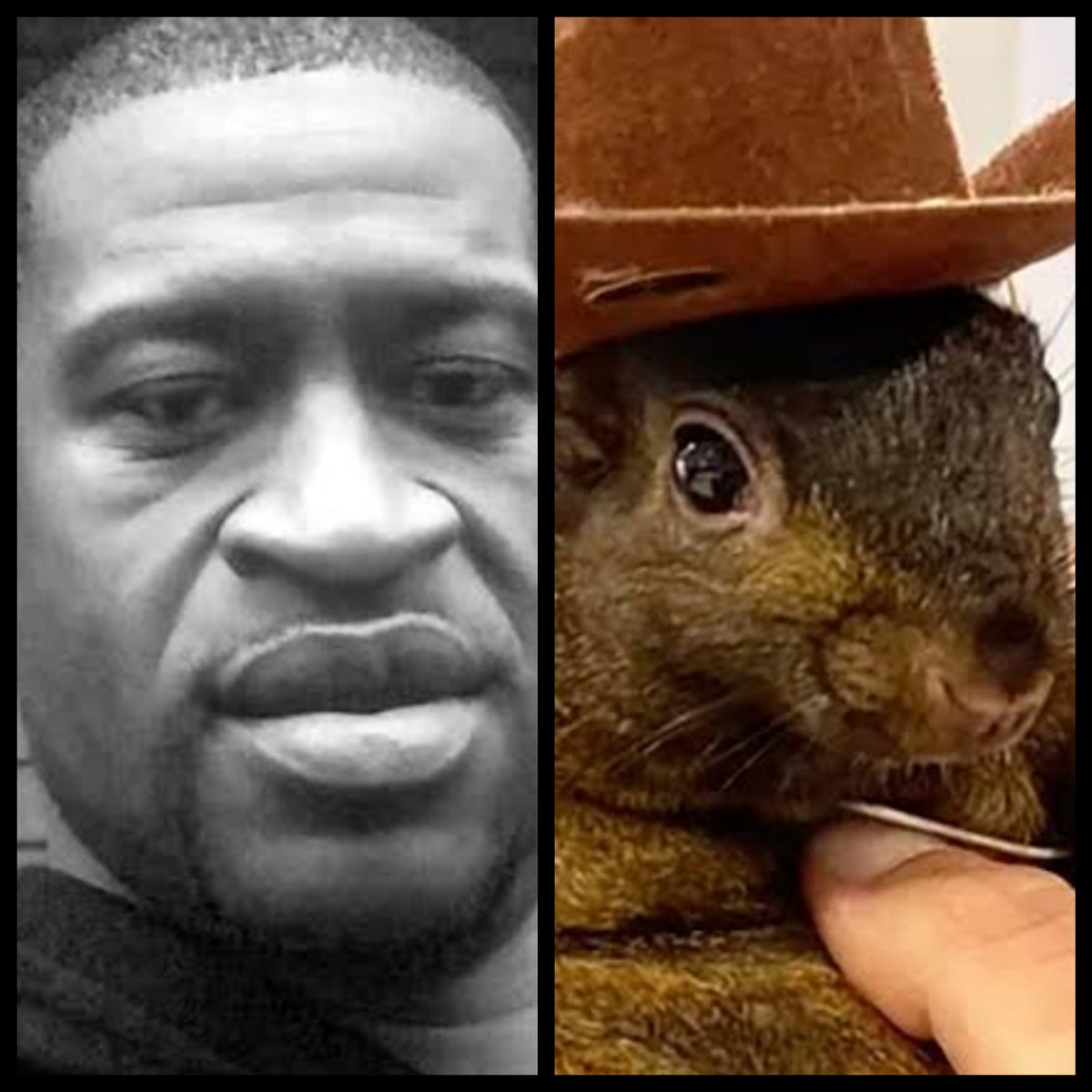 TPatdog's tweet photo. You can only save 1! #BLM #PeanutTheSquirrel #Election2024 https://t.co/7LMFZ8VDYk