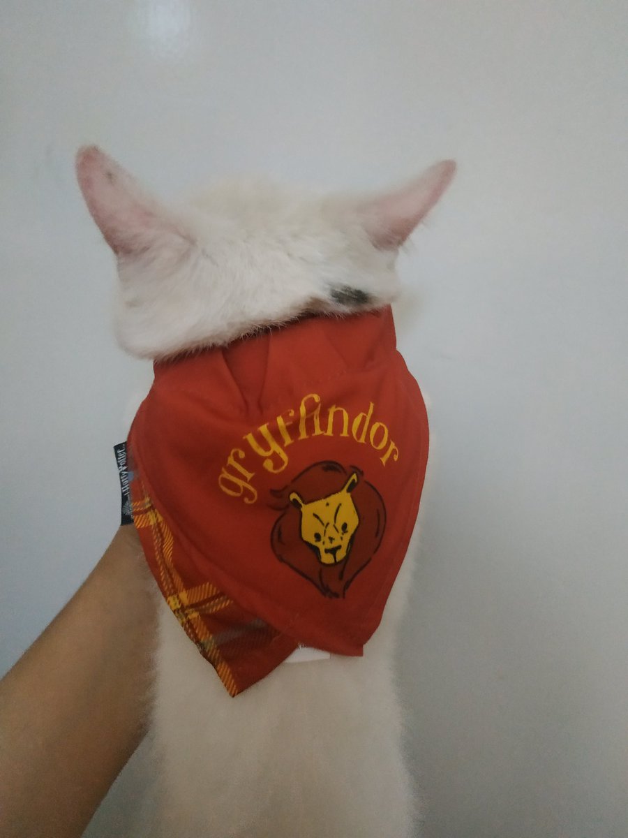 Rumscone's tweet photo. Ucing gryffindor https://t.co/ppixdDmeSt