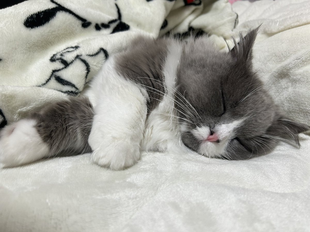 _parutan_'s tweet photo. すやすや
  #ミヌエット
 #猫好きさんと繋がりたい https://t.co/EgmAUGVefx