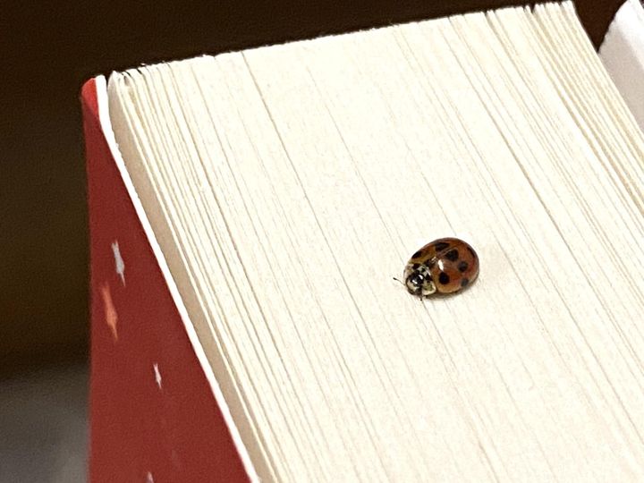 LittleApple Bookshop tweet media