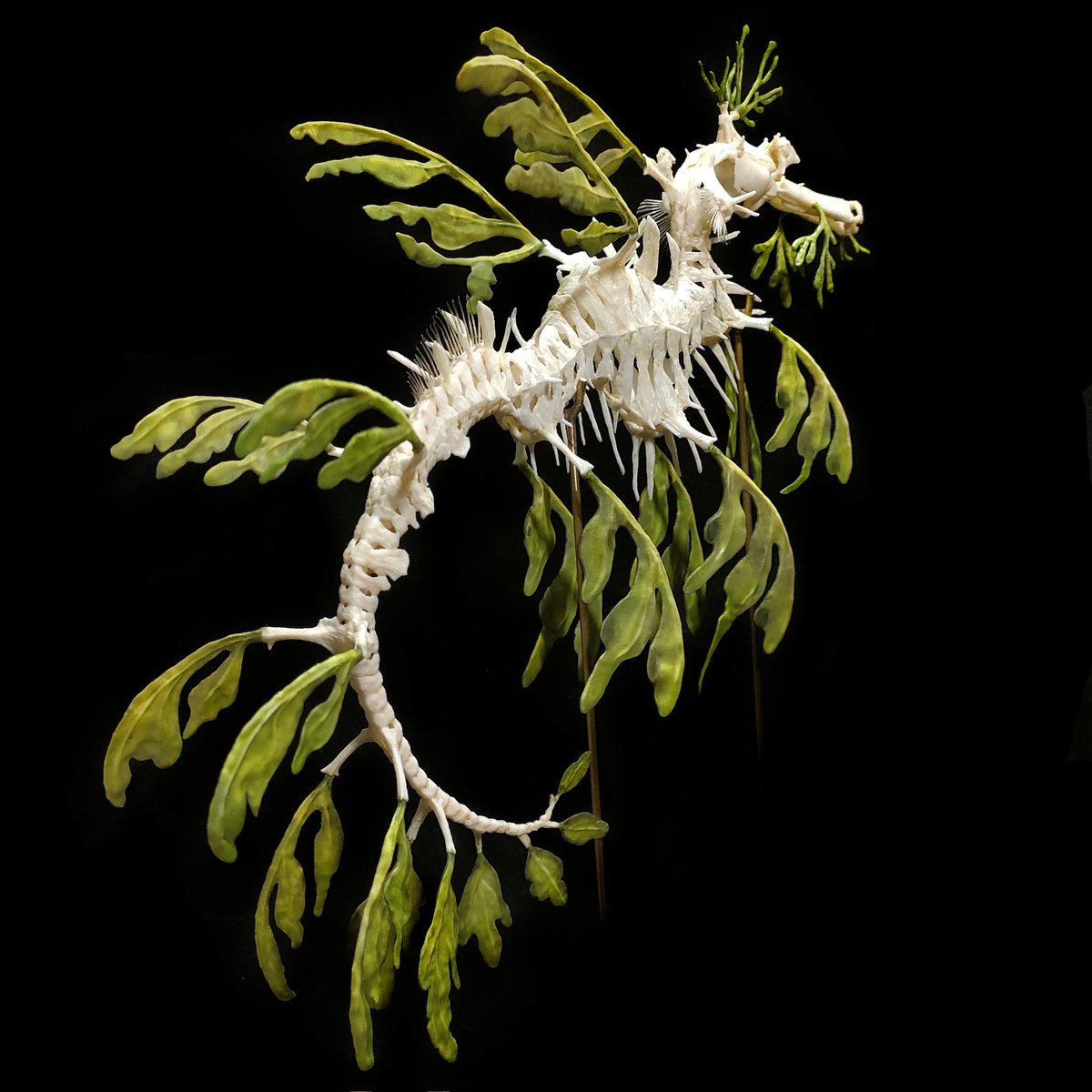 P9xutg8HqMVr5Qg's tweet photo. leafy sea dragon skeleton(replica) https://t.co/KvsUXoL5C8