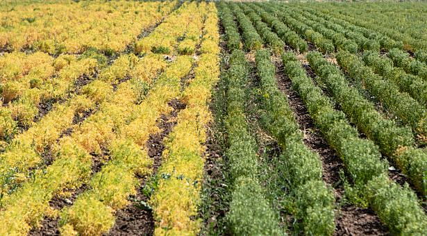 NEWS - A new piece in the grass pea puzzle – updated genome sequence published

An international research collaboration has completed the most detailed genome assembly to date of grass pea (Lathyrus sativus).

okt.to/FQAxYR

<a href="/NorwichResearch/">Norwich Research Park</a>