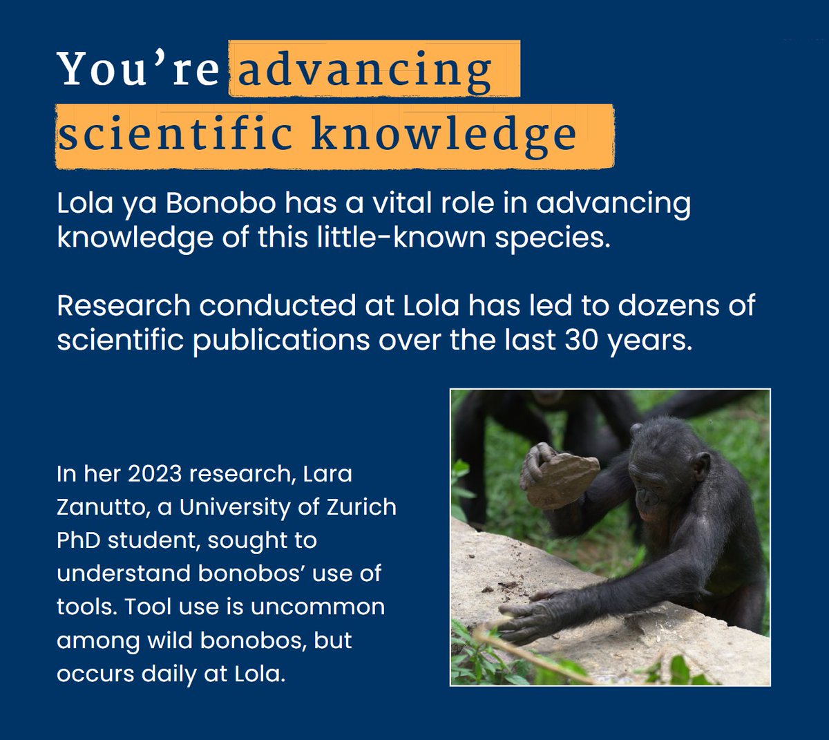 Our research on object manipulation and tool use in sanctuary-living bonobos was featured in the 2023 report of <a href="/Lola_ya_Bonobo/">Friends of Bonobos</a> 💚

Grateful for the opportunity to be part of this important work with <a href="/APE_Group_UZH/">Ape Behaviour & Ecology Group</a> <a href="/KathelijneKoops/">Prof Kathelijne Koops</a> <a href="/zannaclay/">Zanna Clay</a>!