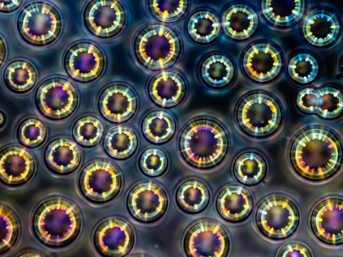 [Figure 1.A.] tweet media