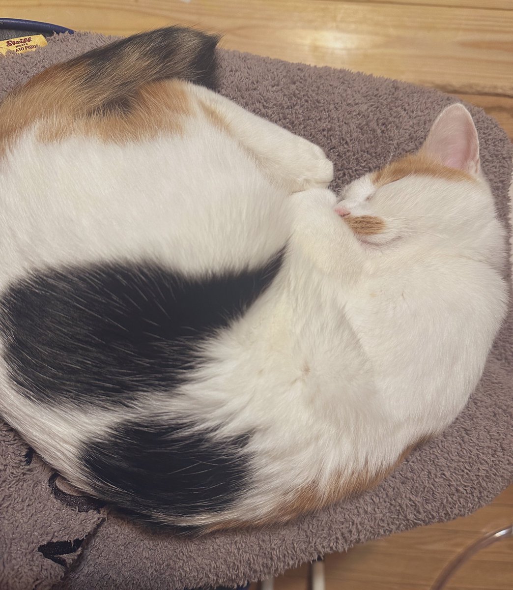 isao0906's tweet photo. 膝で眠ってしまったスヤ　
だいぶふっくらとしてきました

だいぶ寒くなってきたので皆様も風邪などに気をつけてお過ごし下さい🍁🧣 https://t.co/NZsFLSeghU