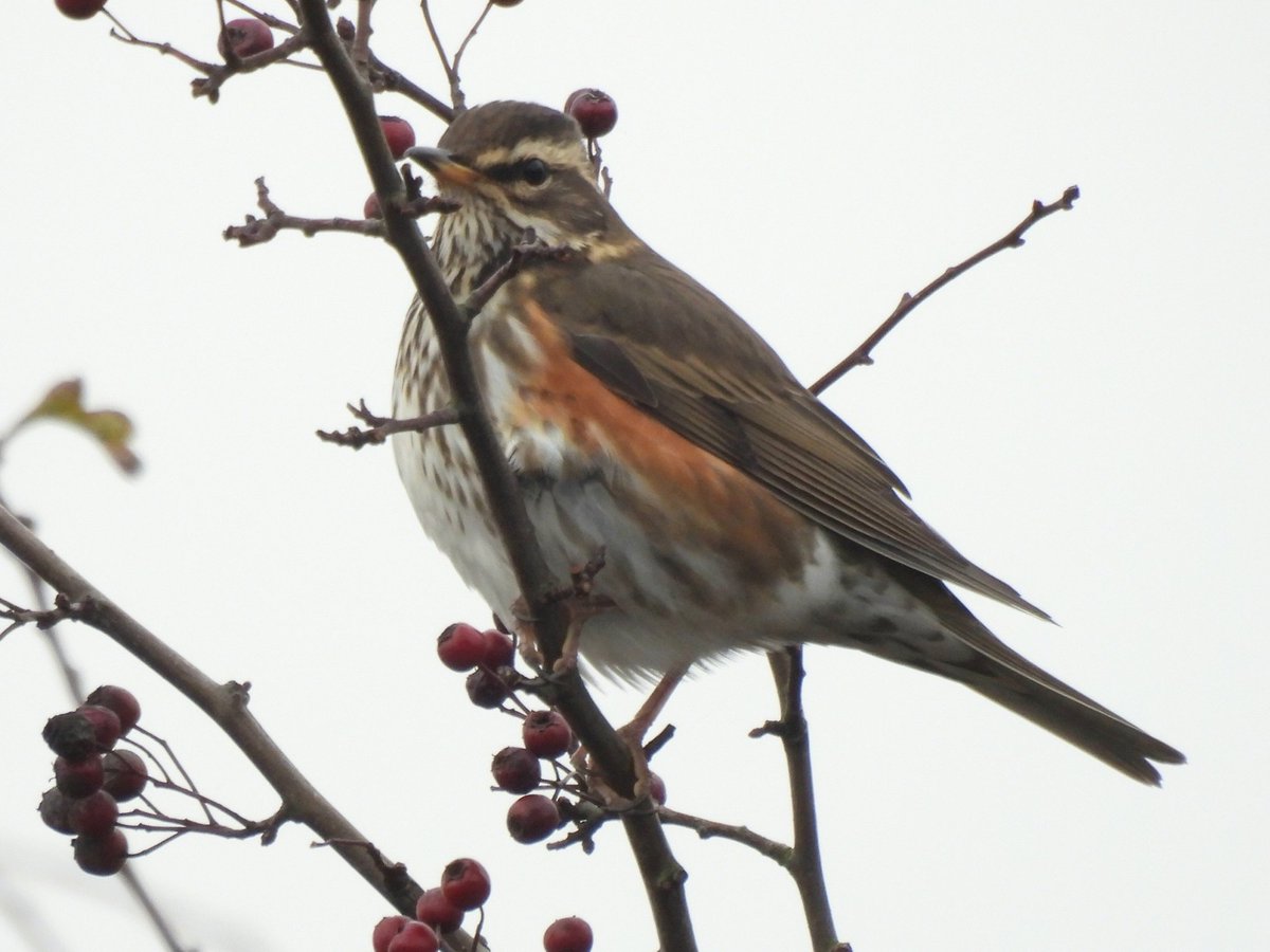 IanFouk's tweet image. Redwing x6 feeding with Blackbird x8  &amp;amp; Song Thrush in hawthorns this morning along Lake Walk @RSPBSaltholme 
Greenshank on main lake and one calling at Paddy's Pool. 
@teesbirds1