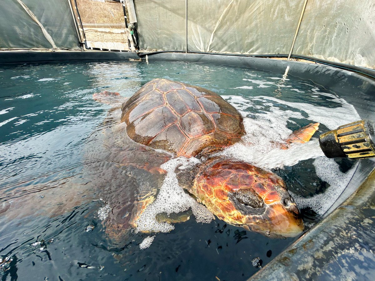 Investigadoras de #BIOCON les han enseñado cómo funciona la cadena alimenticia marina🐠, además de las 🔑claves para la ♻️conservación y protección de 🌊océanos .

Todo ello, mediante actividades🎲lúdicas y participativas, que han permitido acercar la🔬ciencia a los más jóvenes.