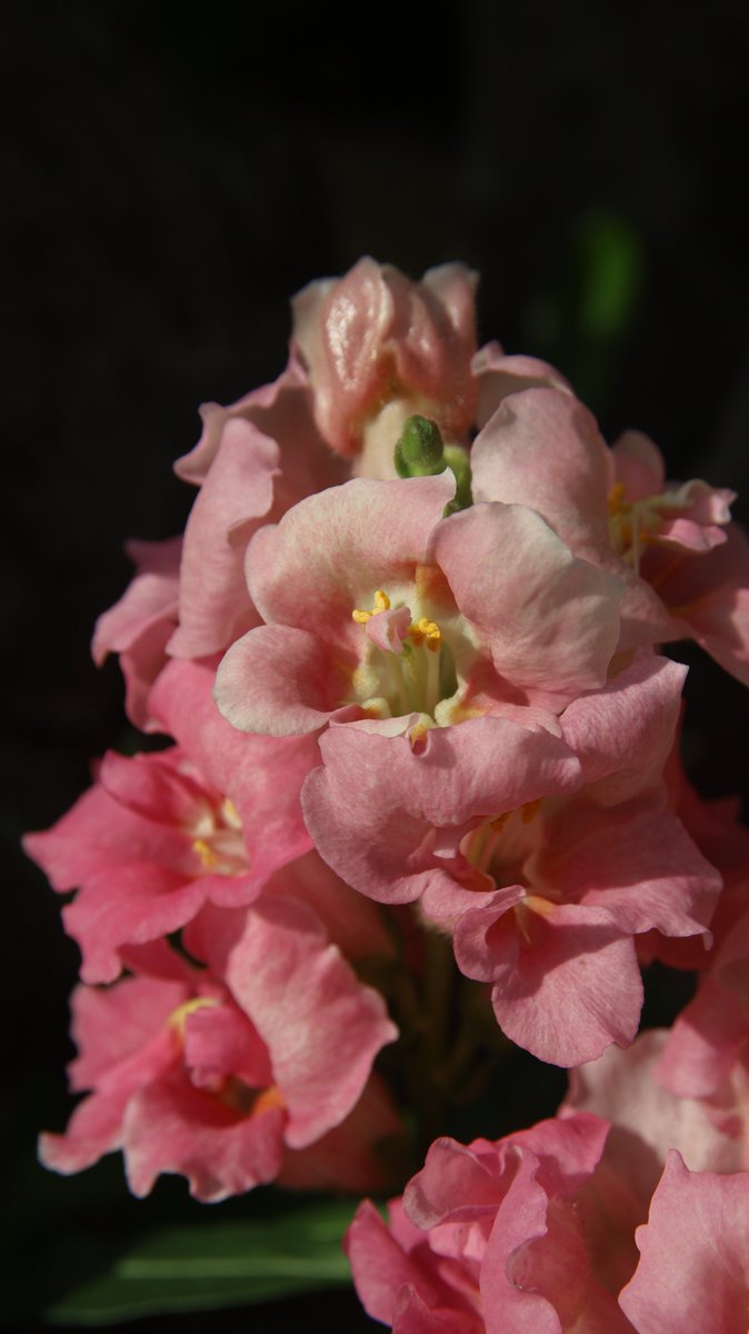 gontanokoneroku's tweet image. Snapdragon 😊
#Photography #Antirrhinum #Snapdragon