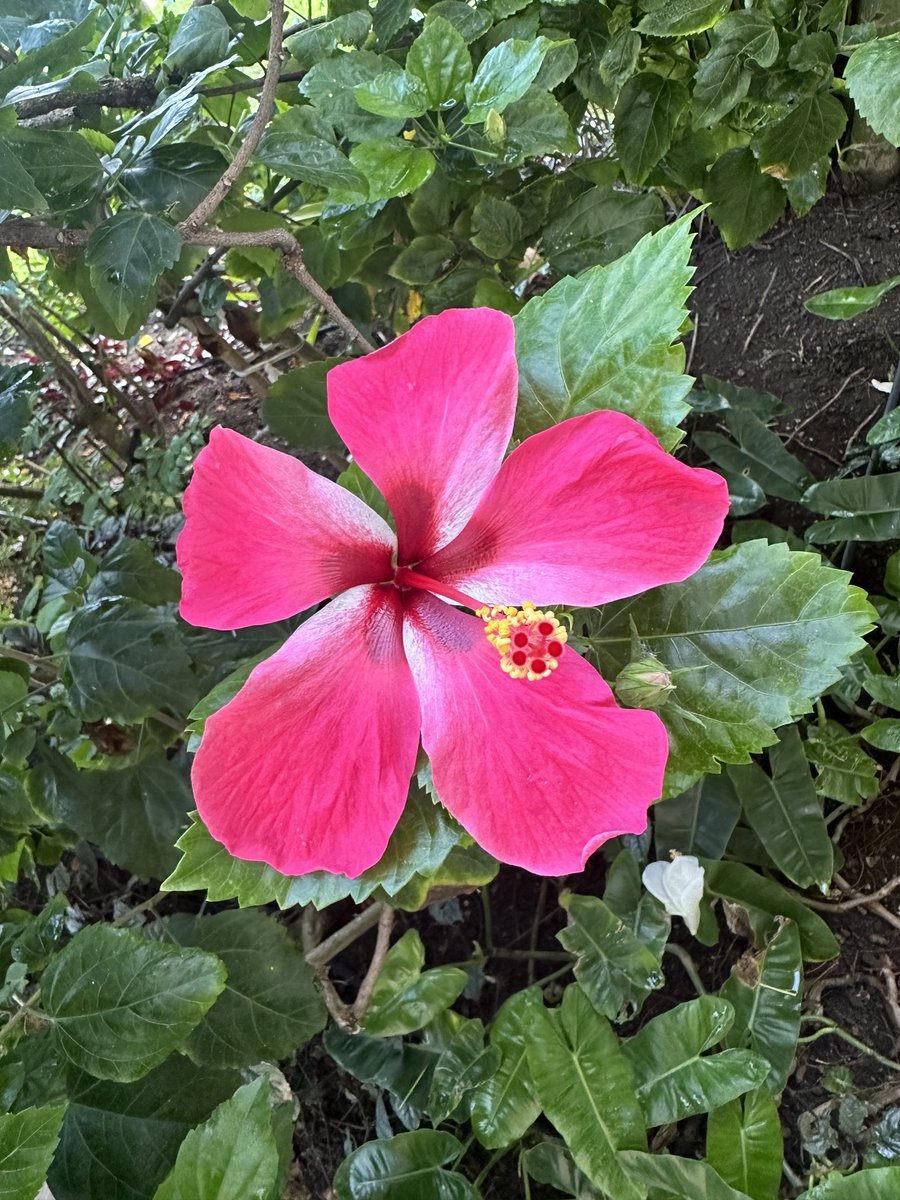 Mariana Mazzucato tweet media