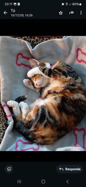 isagato62's tweet image. No quiero que mi niña caiga en el olvido!! La sigo buscando, por eso cada día tengo más claro que alguien  la tiene que tener! Necesito  Encontrarla!!!! X favor compartir!! Esta castrada! Desapareció  en bahia las rocas, manilva (Malaga) el 13 de septiembre,  tlf. 654720432