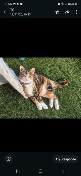 isagato62's tweet image. No quiero que mi niña caiga en el olvido!! La sigo buscando, por eso cada día tengo más claro que alguien  la tiene que tener! Necesito  Encontrarla!!!! X favor compartir!! Esta castrada! Desapareció  en bahia las rocas, manilva (Malaga) el 13 de septiembre,  tlf. 654720432