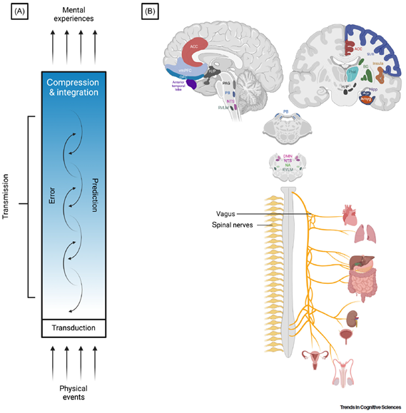 The neurobiology of interoception and affect

To understand how the body contributes to affect, we first need to understand information flow through the nervous system’s interoceptive pathways

sciencedirect.com/science/articl…