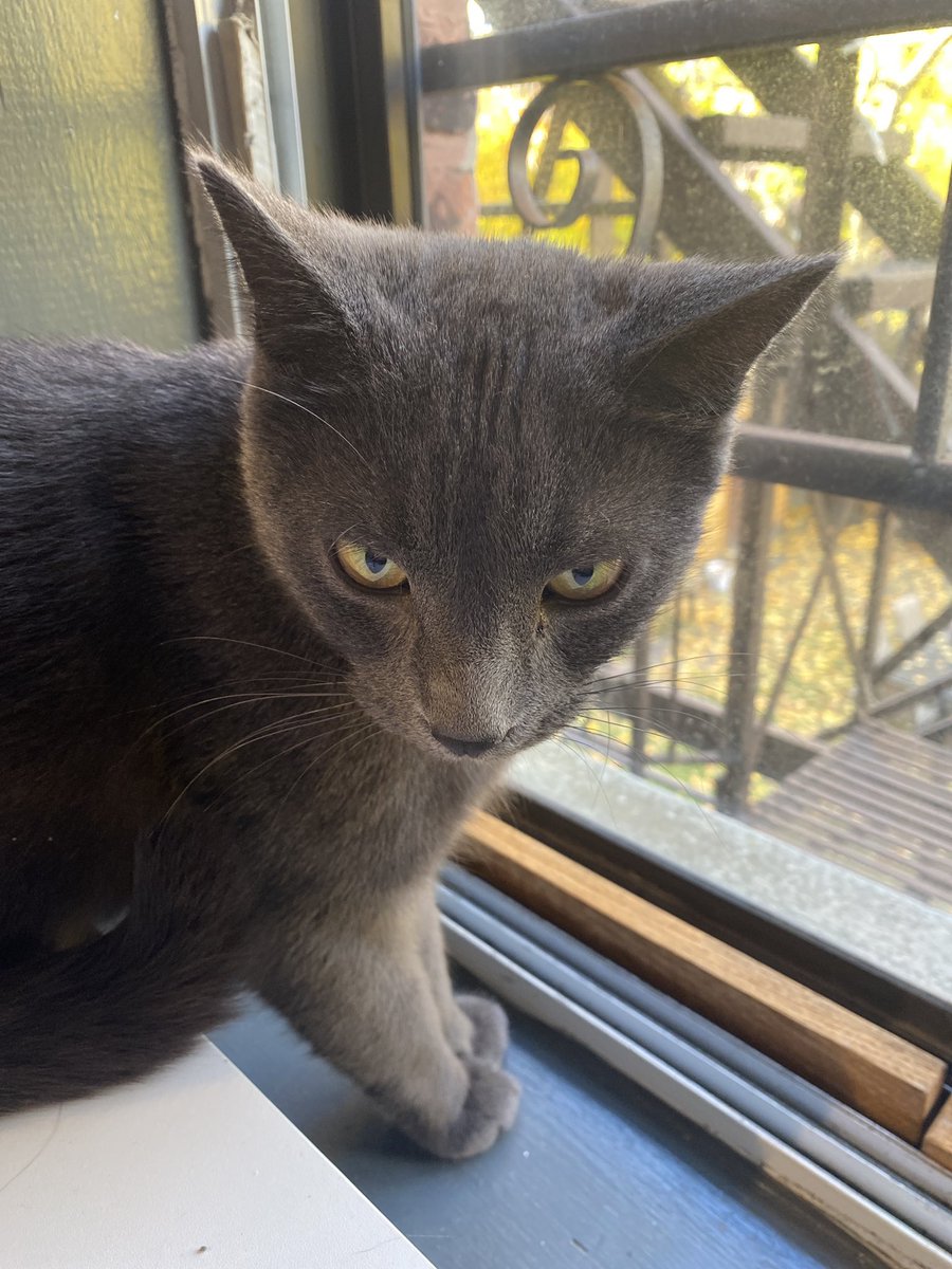 ada nicolle tweet media