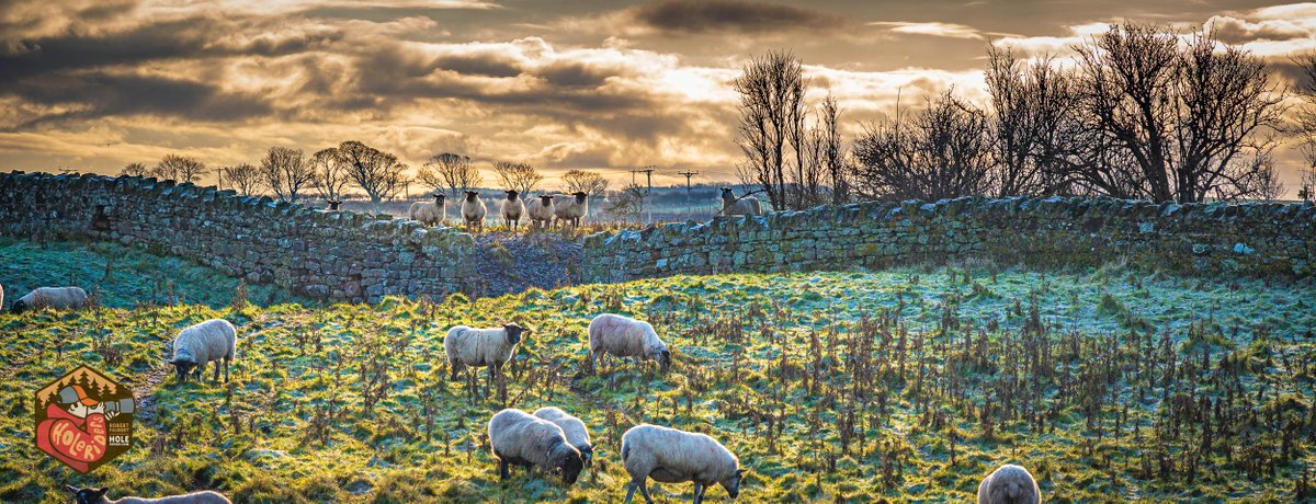 The watchers on the wall, farm life in Northumbria, England.

#farmlife #sheep #Northumbria #nikoncreators <a href="/PanoPhotos/">Panoramas 📸📱</a>