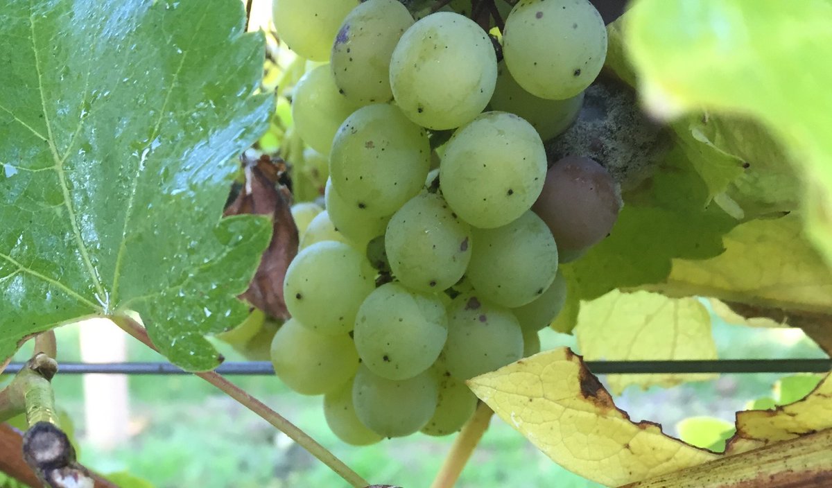 Have you been affected by diseases on your vineyard?

Our experts will be at the Vineyard &amp; Winery Show to offer advice on plant protection and more!

Find out more in our NEW Vineyard Guide, available to collect at the event

Register for your free copy
loom.ly/Aov-snY