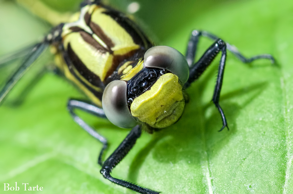 Bob Tarte tweet media