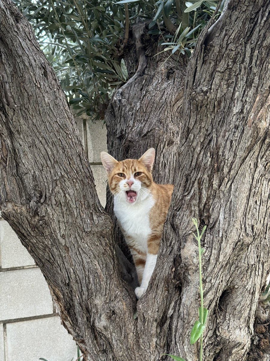 yo / mi gato
