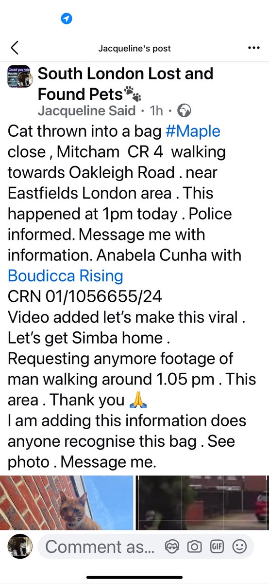 CatsMissing's tweet photo. 🆘️🆘️🆘️#FindSimba CAT #STOLEN 1pm 7/11/24
⚠️WARNING⚠️CAT SCREAMING IN VIDEO
Cat thrown in bag Maple Close walking towards Oakleigh Way #Mitcham #CR4 nr Eastfields #London
⚠️PLEASE SHARE THIS EVERYWHERE 
⚠️THE CAT &amp; "PERSON" WHO STOLE HIM, NEED TO BE FOUND
⚠️CRN 01/1056655/24 https://t.co/kCBP3KN9yb