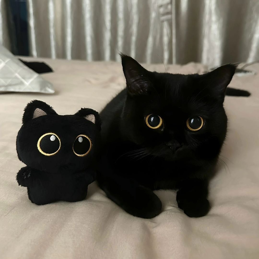 WeAssessCats's tweet photo. https://t.co/FzmK3pGu4N