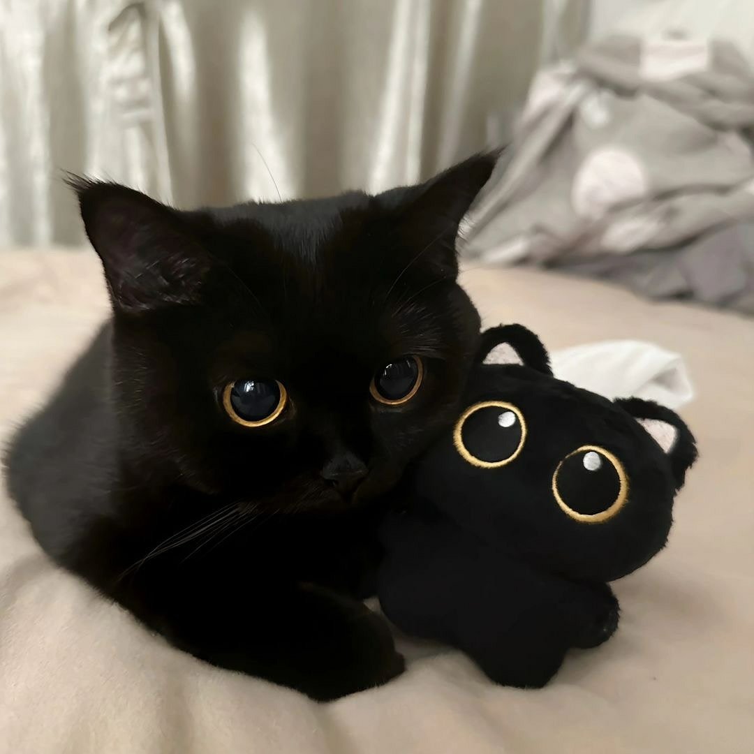 contents that ll heal your depression 🌻 (@catshealdeprsn) on Twitter photo 