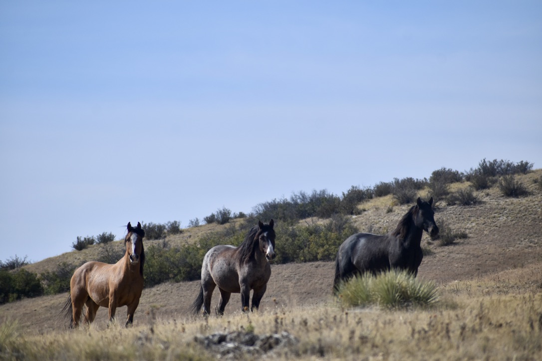 Engler Canyon Mustang Sanctuary tweet media