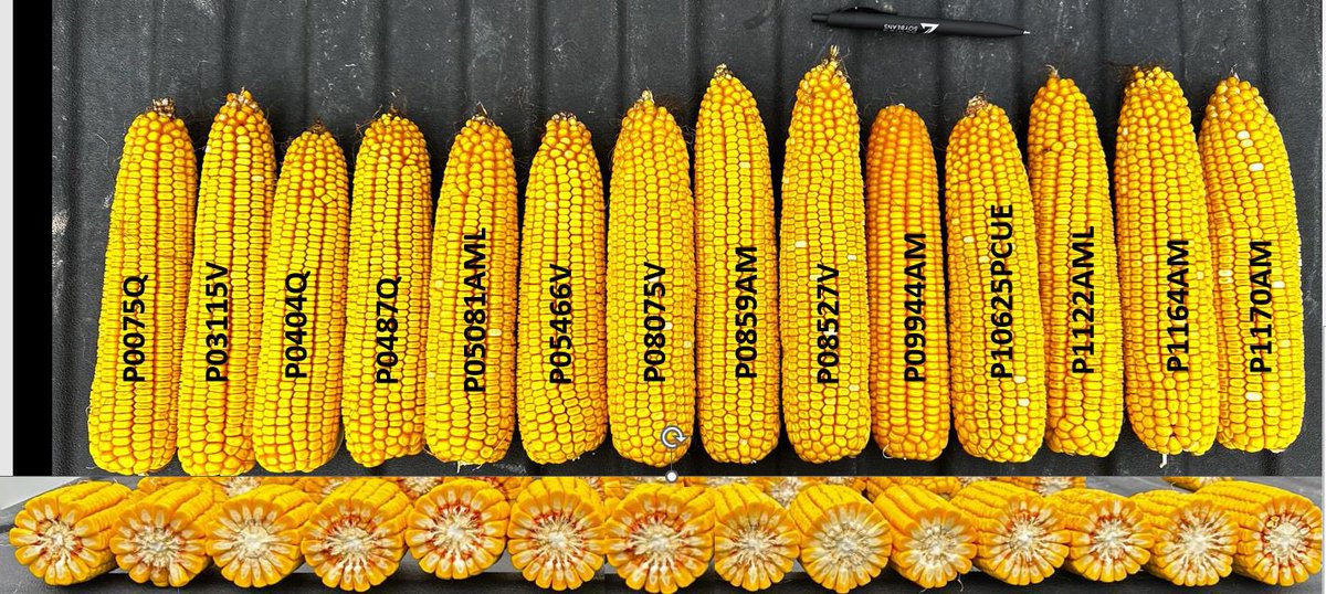 Exclusive hybrids with broad genetic diversity.  The leading corn brand for a reason. <a href="/PioneerSeeds/">Pioneer Seeds U.S.</a>