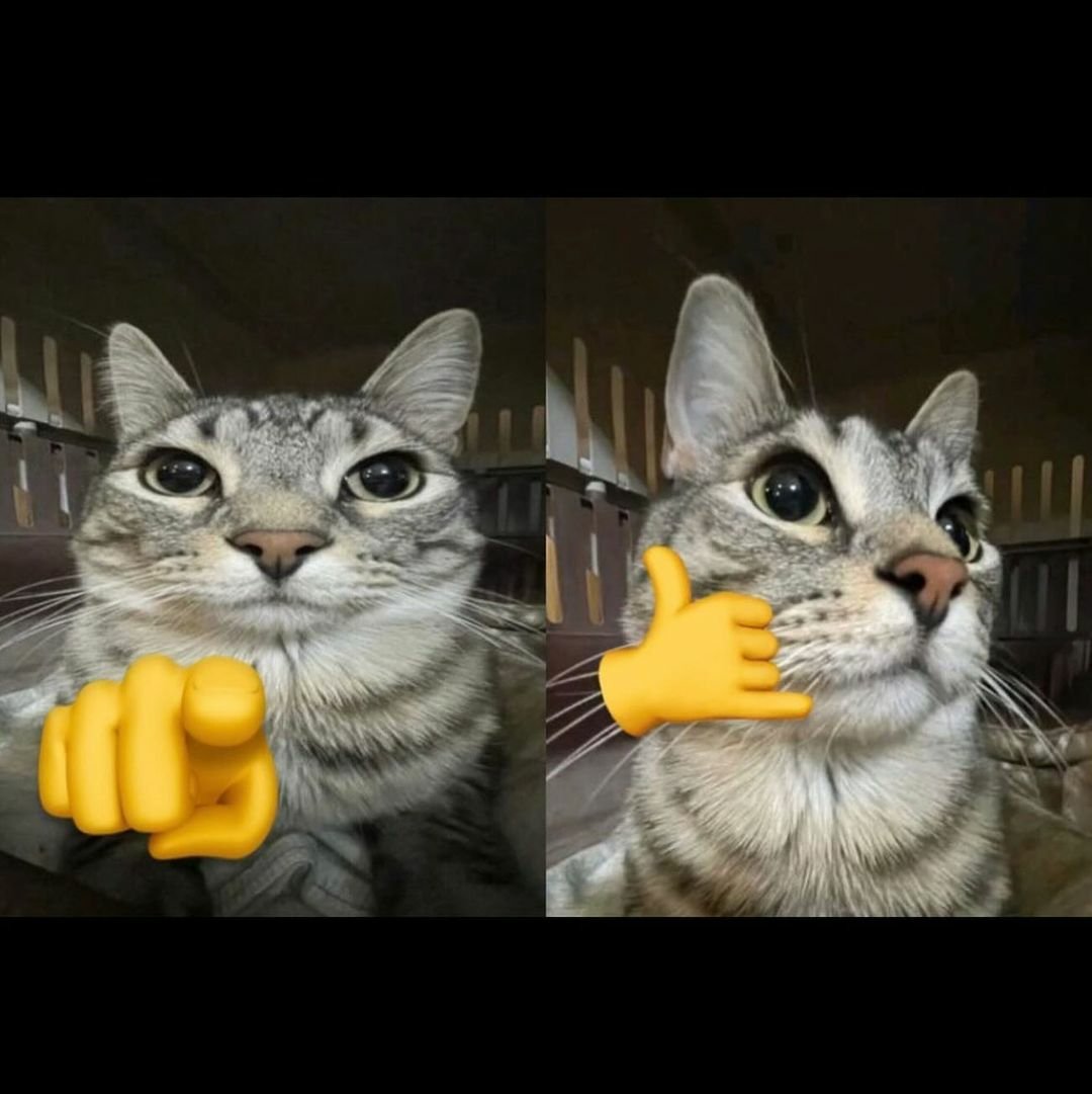 cats with powerful impression 🐾 tweet media