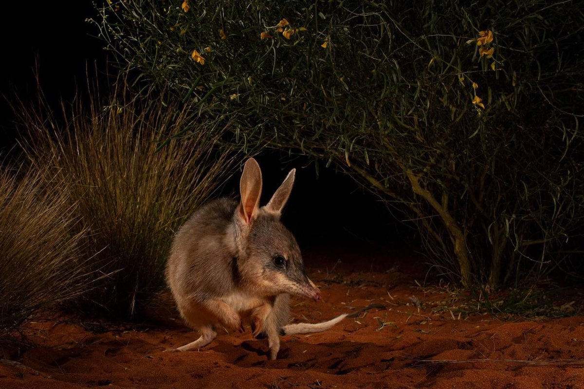 Camtraptions's tweet photo. Photographer Jannico Kelk’s award-winning image captures Macrotis lagotis, known as "Ninu" by Indigenous communities in central Australia. https://t.co/nPSmIBMFJu