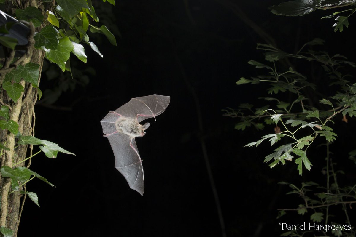 Inaccurate coverage about Natural England’s involvement in the development of HS2's bat tunnel. 

Read more: naturalengland.blog.gov.uk/2024/11/08/nat… 

📷 (c) Daniel Hargreaves/www.bats.org.uk. <a href="/_BCT_/">Bat Conservation Trust</a>