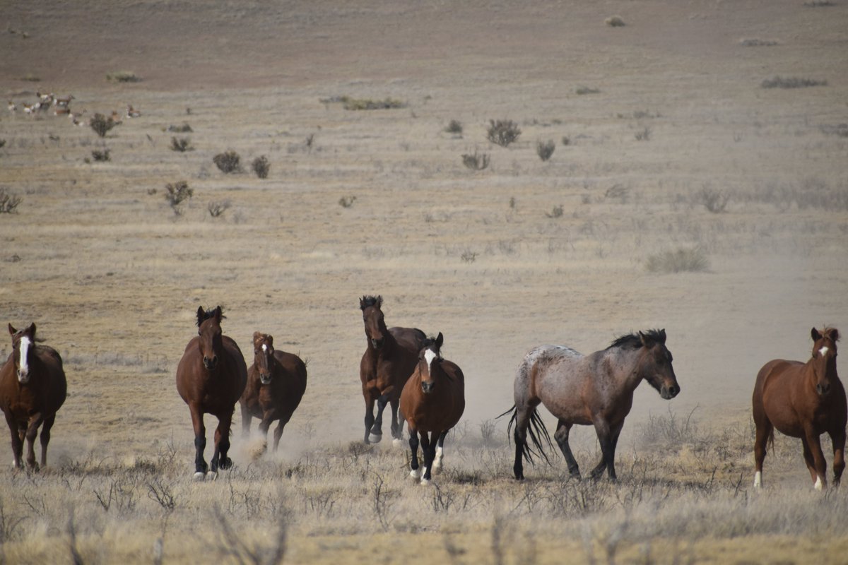 Engler Canyon Mustang Sanctuary tweet media