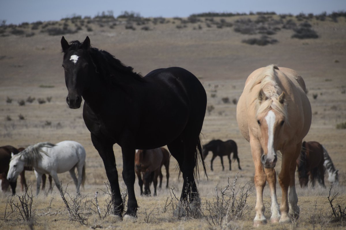 Engler Canyon Mustang Sanctuary tweet media