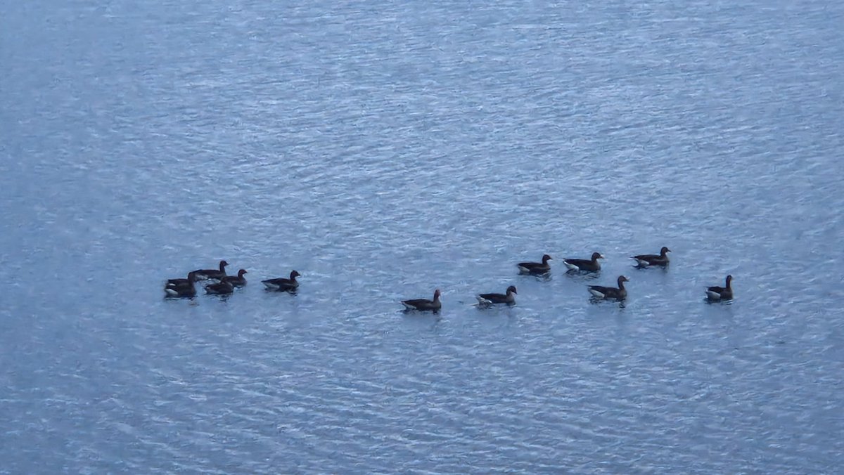 Synchronised swimming on Loch Scridain 🦆🦆🦆 #ducks #isleofmull
