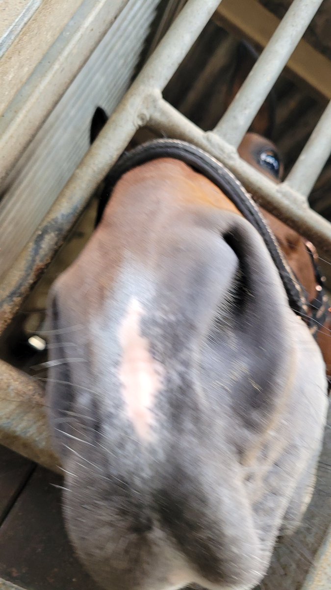 cherrieswithrum's tweet photo. @rllyhungryhorse Dont mind if i do👀 https://t.co/AH7eagy3CL