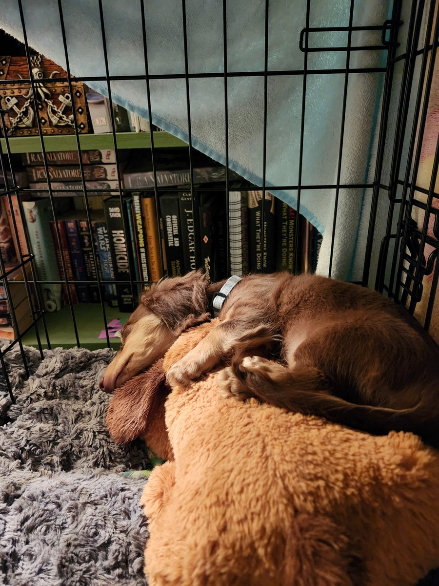 DMShinypants's tweet photo. America is terrible and we're witnessing the beginning of the end of democracy. Here's my cute ass dog to help cope with this new hell we're in. #pupdate https://t.co/K6pnkUbyid