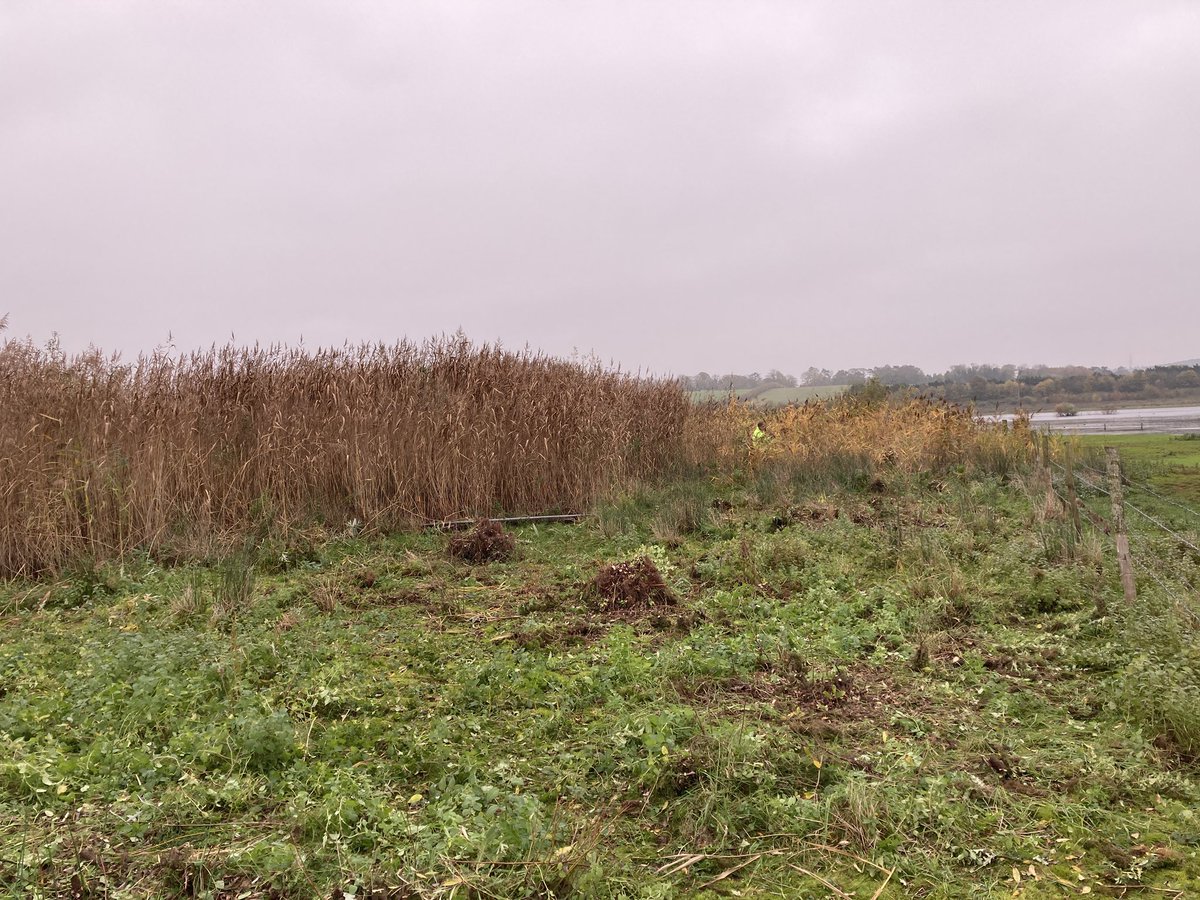 A huge thank you to the 25 volunteers who spent this morning clearing willow from the reedbeds. 

A pleasure as always to be working alongside the amazing <a href="/SurreyChoices/">Surrey Choices</a> Growth Team. 

Great work everyone. 👍