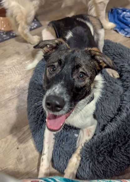 Astro is now 1 year old and fostered in #Worcestershire  He is neutered and ready to find his forever home. He would like to live in an area which is away from traffic. He needs another dog or dogs in his home (but not too many)
#Pershore #Malvern #Evesham #Oxford #Shropshire