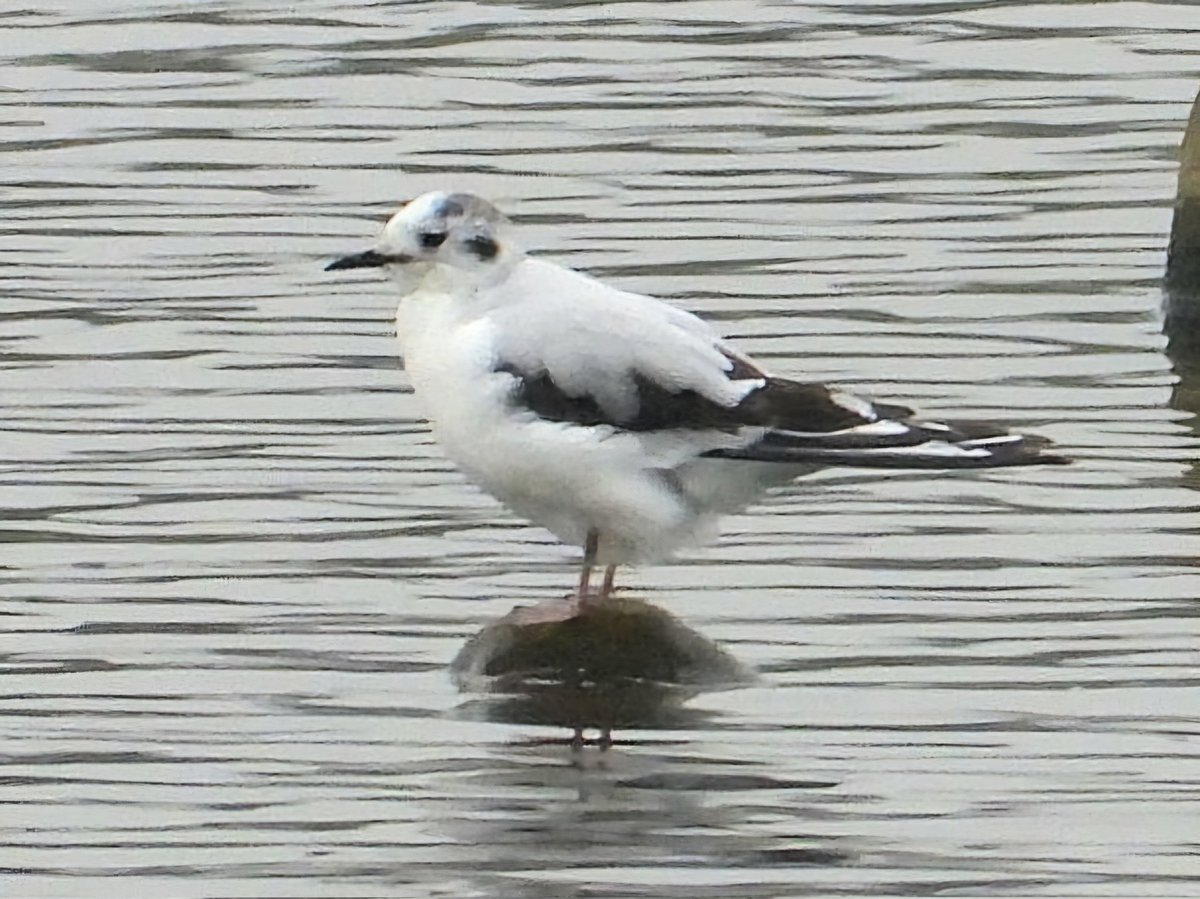 Little gull showing well at <a href="/NosterfieldLNR/">Nosterfield Nature Reserve</a>  main res today