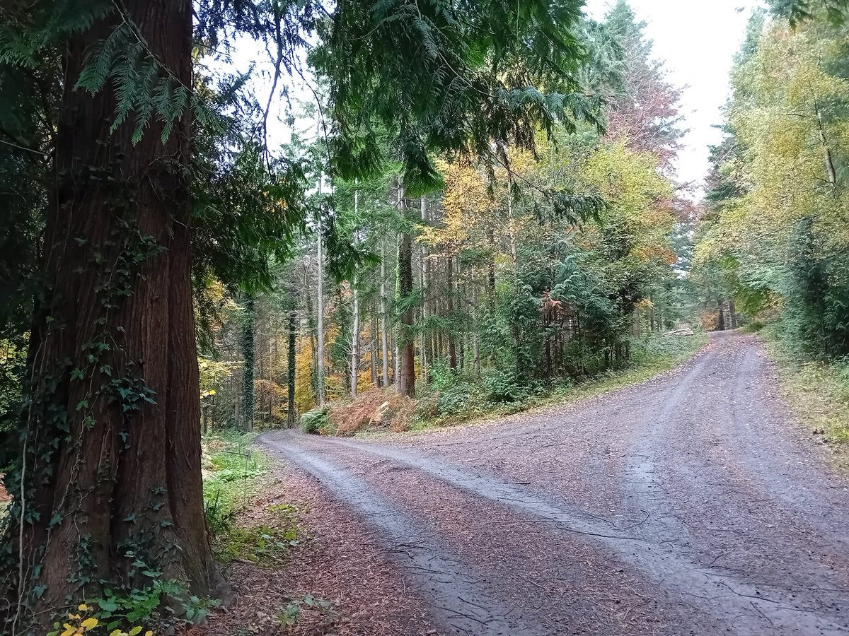 ucd_forestry's tweet photo. What path will you choose? 

Come &amp; see if forestry is right for you - join us to learn more at #UCDOpenDay 12.30 pm &amp; 3.00 pm, Moore Auditorium in the O'Brien Science Centre tomorrow, 9/11/24.
Register at https://t.co/n7Zw1T2udX
#ucdopenday #helloucd #STEM https://t.co/u4RlkQ2Wg6