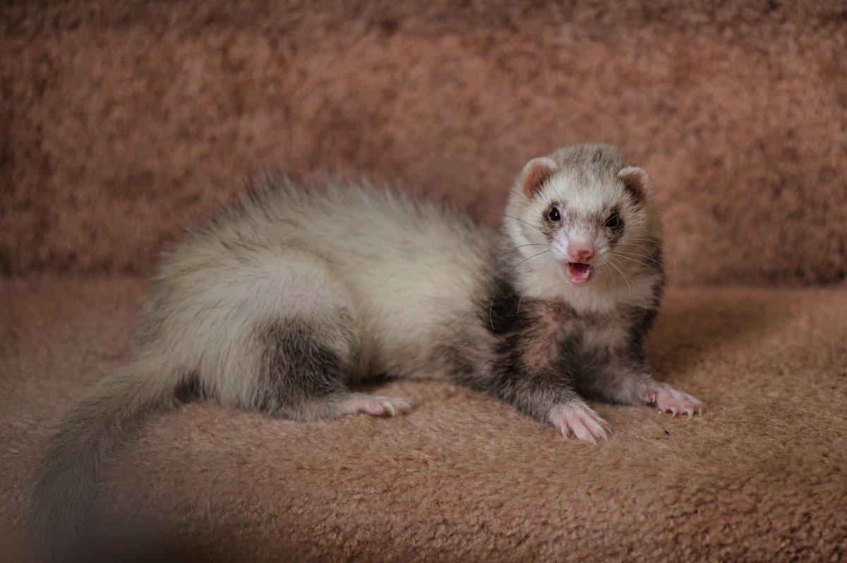 Ferret Every Hour tweet media