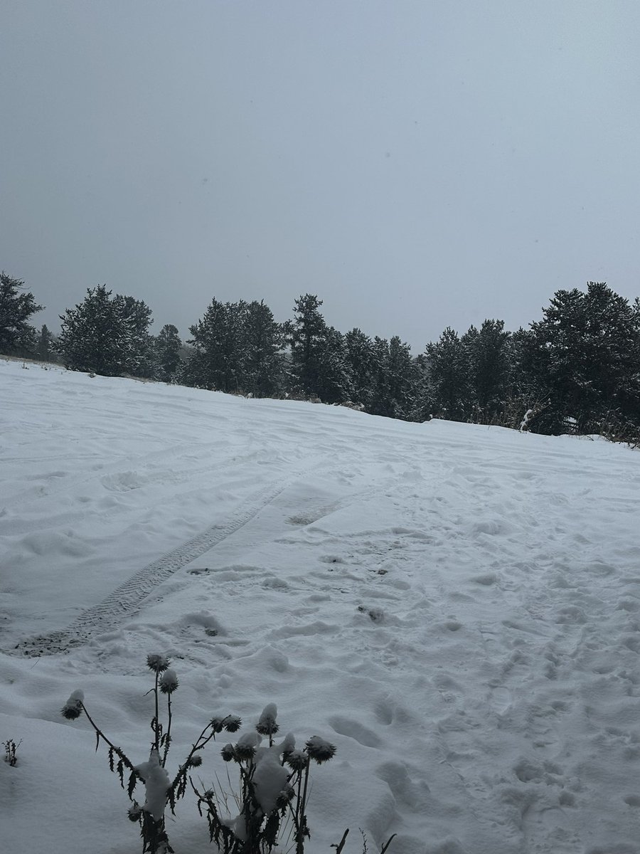 Happy Friday! 

Backyard is already looking like this - lots of computer work to do over here! ❄️☃️🌲

LOVE this time of the year 🫶🏻✨