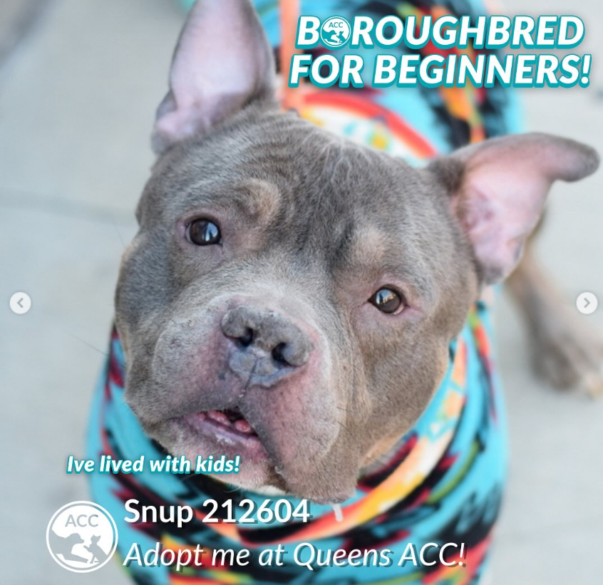 NMBewitched's tweet photo. Oh no, you need coffee 
Thron is in the breakroom
Nice enough, but the convo is boring 
Your project is due
What to do?

Solution, time for a🐶 
Not just any🐶
But a Level 1 #Adoptable from #NYCACC
Meet Snup 
https://t.co/fmbQ5KAyZ2 
Guaranteed to fill their lives
#AdoptMe https://t.co/0XNfQr2OzY
