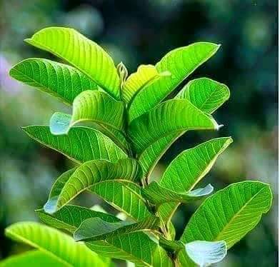 pastajoshuatz's tweet photo. MAJANI YA MPERA 💦💦💦

1. Chai ya majani ya mpera inaponyesha kifua na kikohozi

2. Majani ya mpera yaliyosagwa vizuri yanatumika kutibu muwasho uliotokana na mzio (allergy)

3. Majani haya ya mpera yakichemshwa kama chai yanaondoa cholesterol iliyozidi mwilini.

4. Chai ya majani ya mpera inapunguza kiwango cha tatizo la sukari mwilini.

5. Chai ya mpera ni dawa nzuri kwa wenye matatizo ya nguvu za kiume.

6. Pia inatumika kama scrub ya uso. 
Chukua majani ya mpera saga kisha tia maji kiasi na inasaidia kuondoa uchafu usoni.

7. Pia majani ya mpera yakichemshwa ni dawa ya kuponyesha tumbo la kuhara

8. Kama umejikata kidogo unaweza kutumia majani ya mpera yaliyooshwa na kusagwa vizuri kwa kupunguza maumivu na kukulinda na maambukizi ya bakteria.

9. Majani ya mpera yaliyosagwa vizuri yanatumika kutibu eneo la mwili lililong'atwa na mdudu na kupunguza maumivu.

10. Chai ya majani ya mpera inaaminika kuwa ina uwezo wa kutibu tezi dume.

11. Kutokana na kuwa na vitamini C kwa wingi majani ya mpera yana uwezo mkubwa wa kutibu chunusi.

12. Chai ya majani ya mpera inasaidia kupunguza uzito mwilini na kuzuia uharibifu wa sukari ndani ya mwili

13. Majani ya mpera yanajaza nywele na kurefusha nywele kwa watu wenye tatizo la kukatika kwa nywele, unasaga na kuchemsha kisha acha yapoe ndio upake kichwani kutoka chini ya ngozi ya kichwa hadi kwenye ncha ya nywele zako.

14. Ukiwa na tatizo la vidonda kwenye ufizi, maumivu ya jino na ufizi tafuna majani ya mpera na utaona maajabu ya majani haya.

15. Chukua majani ya mpera saga vizuri mpaka yawe laini kabisa ongeza na maji kidogo kisha tumia kupaka usoni kama scrub inatibu ngozi inayoanza kuzeeka mapema.

16. Chai ya mpera inasaidia kwa kutibu mvurugiko wa tumbo.

Pamoja na majani hayo kuwa msaada wa kutibu maradhi mbalimbali , halikadhalika juisi ya mapera nayo husaidia sana kutibu mgolo au bawasiri, figo na hata kuondoa mafuta katika moyo.
Kimsingi mti wa mpera karibu kila sehemu yake ni tiba kwani hata mizizi yake inapochemshwa na kutumia kwa kunywa huenda kuwasaidia wanawake wenye matatizo ya hedhi au wenye matatizo ya kutokwa na maji yenye harufu mbaya sehemu zao za siri.

17. Majani ya mpera yanaondoa tatizo la kukatika kwa nywele. Chemsha majani kisha wacha yapoe na ukande kwenye paji na eneo la ngozi taratibu kwa dakika 15, Wacha kwa dakika 30 kisha osha na maji safi bila shampoo au sabuni. Fanya hivyo mara 3 kila wiki.

NAMNA YA KUTUMIA 

Tengeneza chai ya majani ya mpera. Kuna namna mbili. 
1*Aidha chemsha maji kama glasi nne mpaka itokote sana, chukua majani kama 10 ya mpera, weka ndani ya yale maji moto kisha funika kwa dakika 10 - 15 koroga, chuja, chai yako tayari.

2* Aina ya pili ni kuchemsha maji hayo pamoja na majani yakiwa ndani. Ikitokota ondoa kwenye moto, wacha kwa dakika 10 -15 chuja, chai tayari. Waweza ukatumia majani yaliyokauka pia. 
Zingatia ukichanganya na ASALI MBICHI badala ya sukari ndio bora zaidi.💦