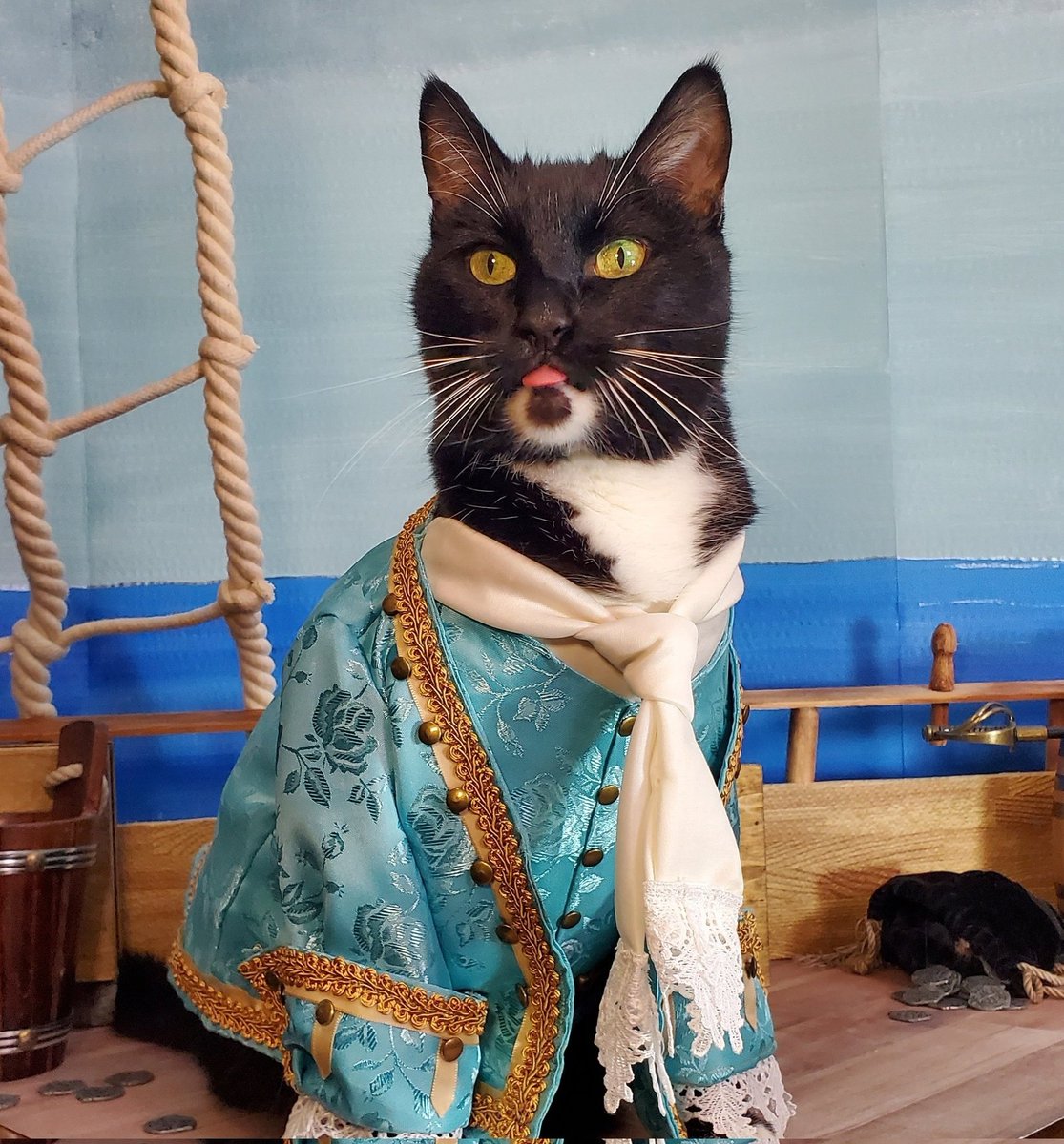 Cat Cosplay tweet media