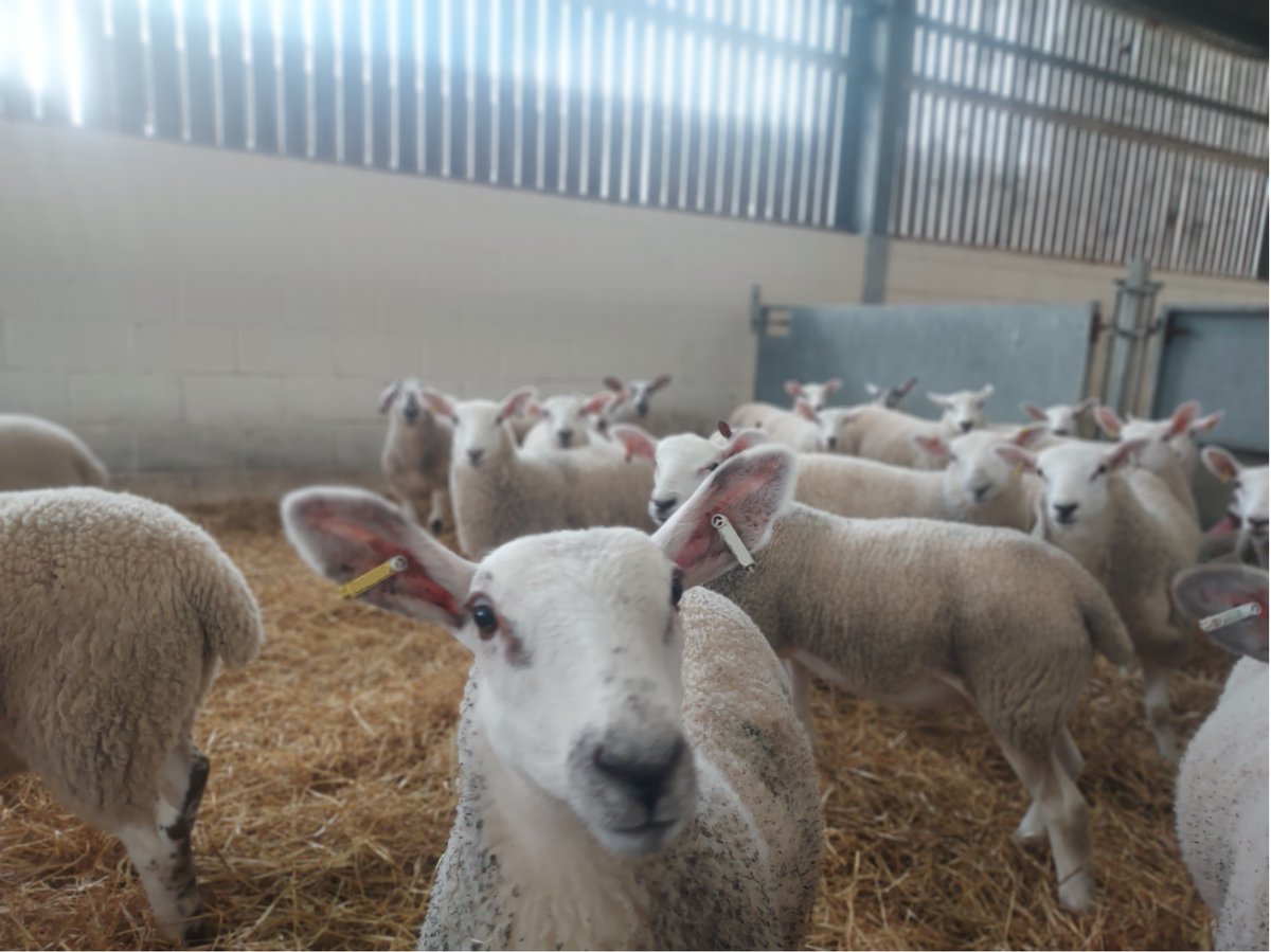 *New PhD Opportunity*

Sheep scab population genetics with <a href="/UofGlasgow/">University of Glasgow</a> 

Sheep scab is an infectious disease of sheep and is a key welfare concern. This PhD aims to investigate changes in mite populations in different control programs.

More info here: bit.ly/3AAshsm