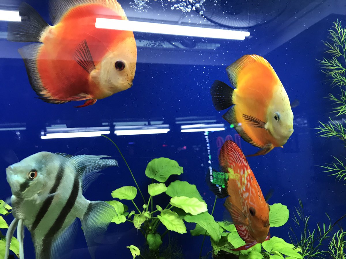 Đây là cá gì đố mọi người nè 🤓
Chúc cả nhà X tối yên bình nha
Var nhau tiếp các bác ơi 
Nhận Chéo Fl + TT hết nhé
Hốt lúa ăn cháo gà thôi 😍