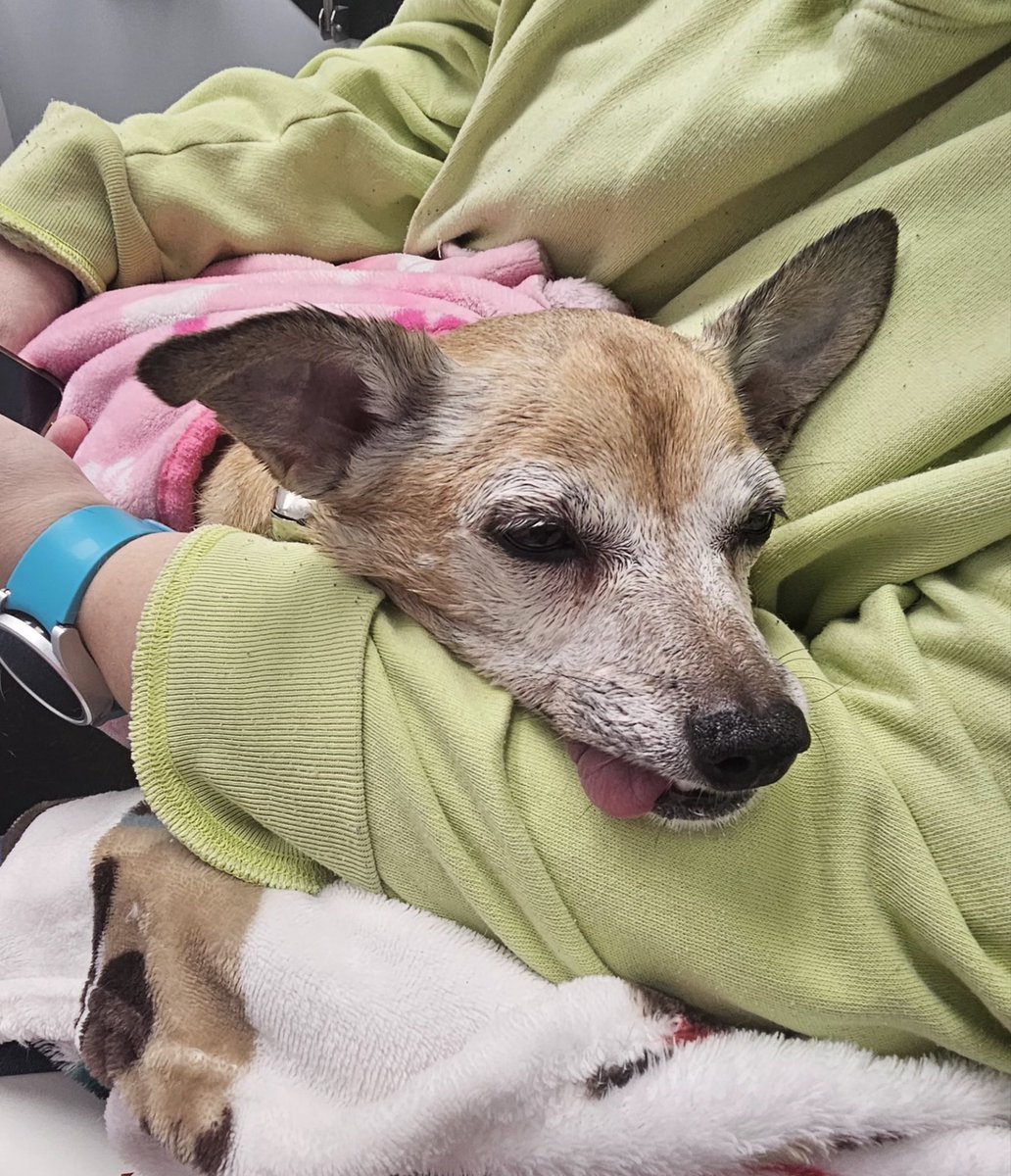 paco5775's tweet photo. Poor girl is exhausted. They gave her glucose and anti seizure meds. Waiting for the doctor now . #PrayForNina https://t.co/xqd71te2NC