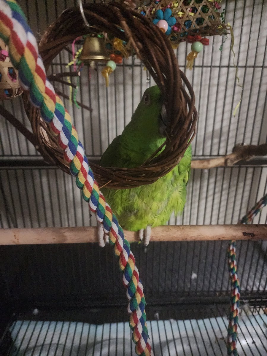 even2death's tweet photo. "I've been dyin to tell you anything you want to hear, because that's just who I am this week" ass birb https://t.co/rDQg9kUxFw
