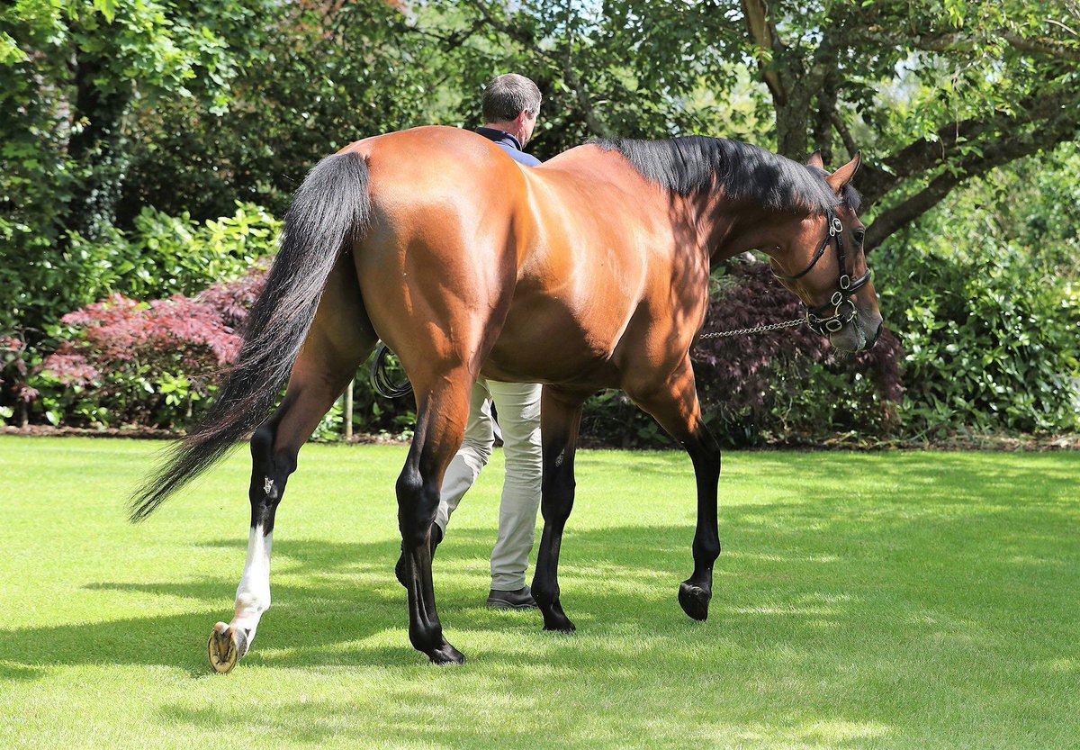 coolmorestud's tweet photo. Saxon Warrior Colt Overcomes Inexperience To Win On Debut.
Palazzo Blu (2c Saxon Warrior – Kalsara by Muhaarar) struck late to make a winning debut in Thursday’s... https://t.co/zcALsPQ3u7 https://t.co/reS13Ryk4Q
